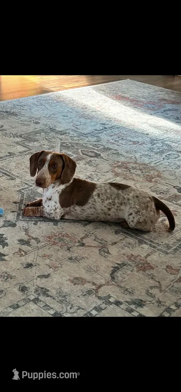 Silo – Dachshund puppy for sale in Bruceton, TN