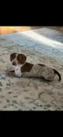 Silo, a male Dachshund for sale in Bruceton, TN – 1 of 10
