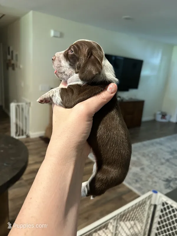 Cali – Miniature Dachshund puppy for sale in Bruceton, TN