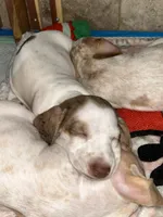 Lincoln, a male Miniature Dachshund for sale in Bruceton, TN – 5 of 8