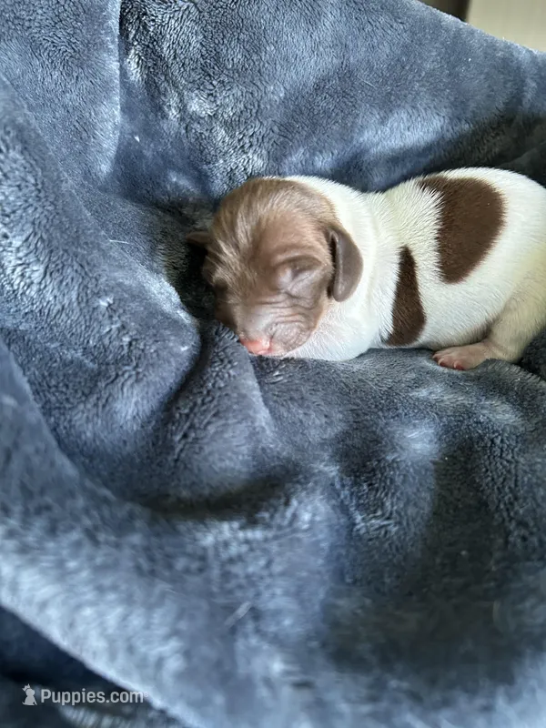 Clyde – Miniature Dachshund puppy for sale in Bruceton, TN