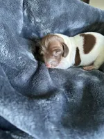 Clyde, a female Miniature Dachshund for sale in Bruceton, TN – Photo 1 of 8