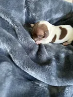 Clyde, a female Miniature Dachshund for sale in Bruceton, TN – Photo 5 of 8