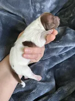 Clyde, a female Miniature Dachshund for sale in Bruceton, TN – Photo 4 of 8