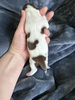 Clyde, a female Miniature Dachshund for sale in Bruceton, TN – Photo 8 of 8