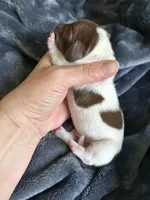 Clyde, a female Miniature Dachshund for sale in Bruceton, TN – Photo 7 of 8