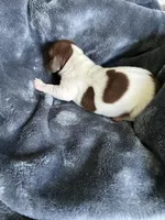 Clyde, a female Miniature Dachshund for sale in Bruceton, TN – Photo 6 of 8