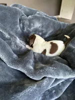 Clyde, a female Miniature Dachshund for sale in Bruceton, TN – Photo 2 of 8