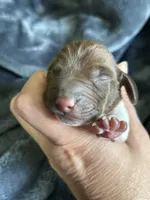 Clyde, a female Miniature Dachshund for sale in Bruceton, TN – Photo 3 of 8