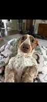 Silo, a male Dachshund for sale in Bruceton, TN – 7 of 10