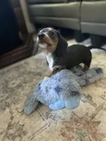 Lady slipper, a female Miniature Dachshund for sale in Bruceton, TN – 3 of 10