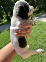 Blue, a female Miniature Dachshund for sale in Bruceton, TN – 7 of 7