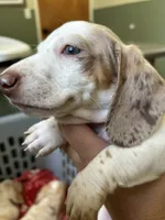 Lincoln, a male Miniature Dachshund for sale in Bruceton, TN – 6 of 8