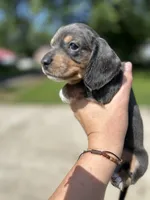 Lady slipper, a female Miniature Dachshund for sale in Bruceton, TN – 4 of 7