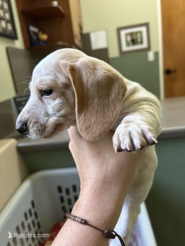 George – Miniature Dachshund puppy for sale in Bruceton, TN