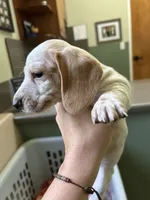 George, a male Miniature Dachshund for sale in Bruceton, TN – 1 of 6