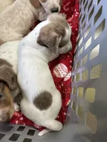 Lincoln, a male Miniature Dachshund for sale in Bruceton, TN – 4 of 8