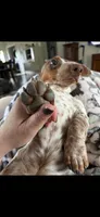 Silo, a male Dachshund for sale in Bruceton, TN – 3 of 10