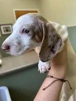 Lincoln, a male Miniature Dachshund for sale in Bruceton, TN – 7 of 8