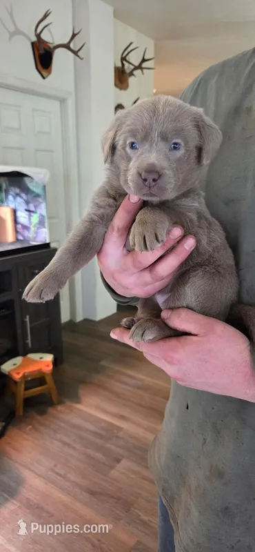 Blue collar  – Labrador Retriever puppy for sale in Springfield, OR