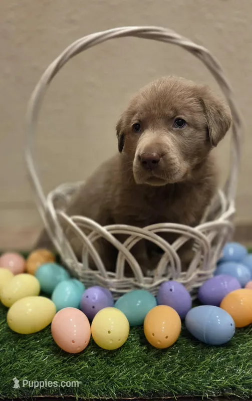 Blue collar  – Labrador Retriever puppy for sale in Springfield, OR