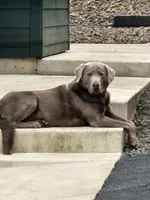 Orange collar, a male Labrador Retriever for sale in Springfield, OR – Photo 4 of 5
