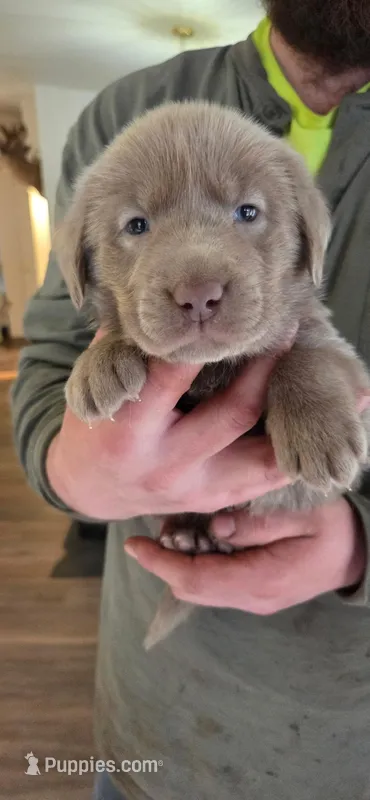 Orange collar – Labrador Retriever puppy for sale in Springfield, OR