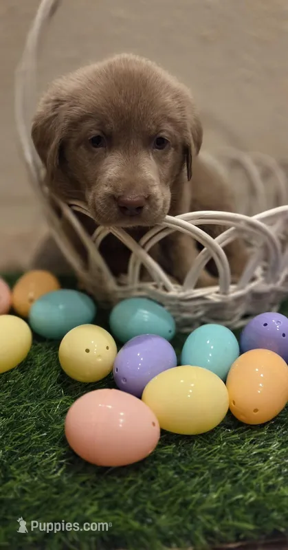 Orange collar – Labrador Retriever puppy for sale in Springfield, OR