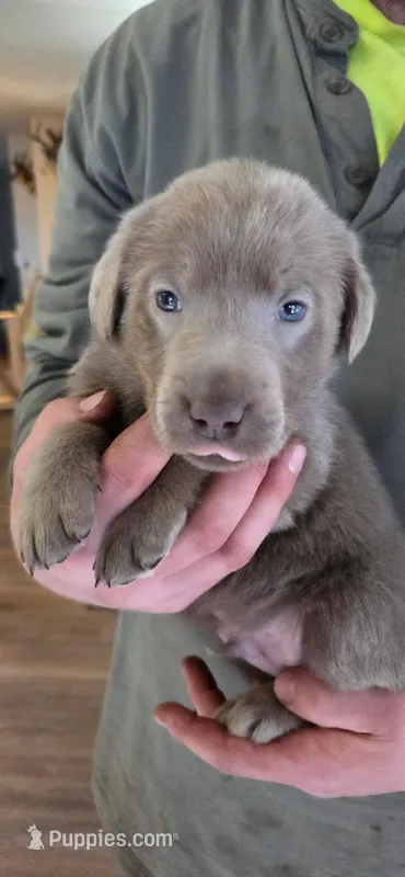Black collar  – Labrador Retriever puppy for sale in Springfield, OR