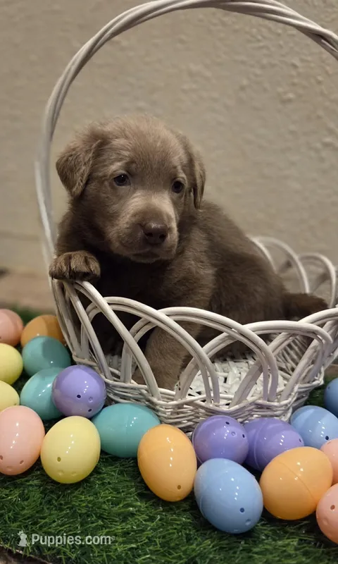 Black collar  – Labrador Retriever puppy for sale in Springfield, OR