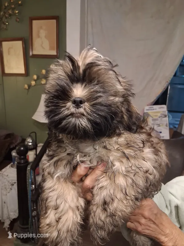 Shih Tzu No name – Shih Tzu puppy for sale in Plant City, FL