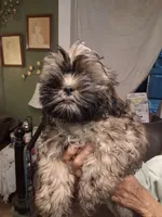 Shih Tzu No name, a male Shih Tzu for sale in Plant City, FL – 1 of 1