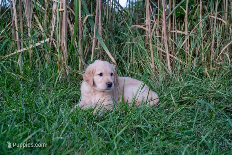 Trent – Golden Retriever puppy for sale in Rushville, NY
