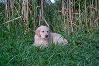 Trent, a male Golden Retriever for sale in Rushville, NY – 1 of 1
