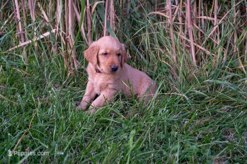 Clay – Golden Retriever puppy for sale in Rushville, NY