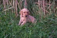 Clay, a male Golden Retriever for sale in Rushville, NY – 1 of 1