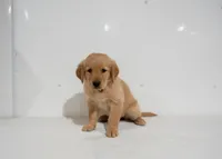 Lily, a female Golden Retriever for sale in Rushville, NY – 1 of 1