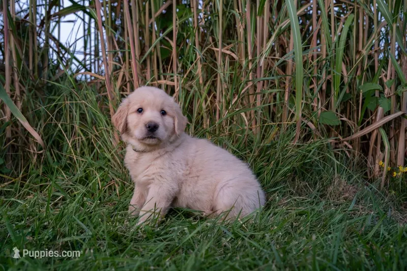 Jace – Golden Retriever puppy for sale in Rushville, NY