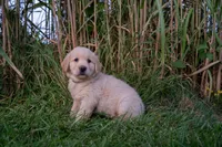 Jace, a male Golden Retriever for sale in Rushville, NY – 1 of 1