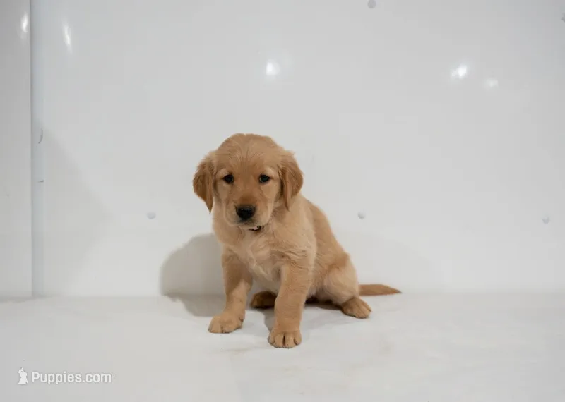 Lisa – Golden Retriever puppy for sale in Rushville, NY