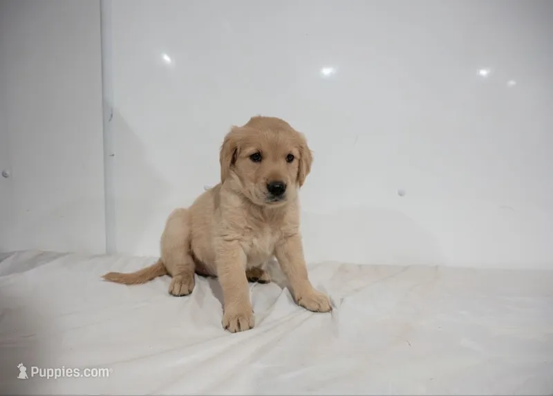 Sue – Golden Retriever puppy for sale in Rushville, NY