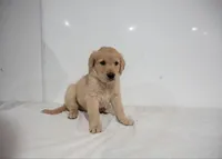 Sue, a female Golden Retriever for sale in Rushville, NY – 1 of 1