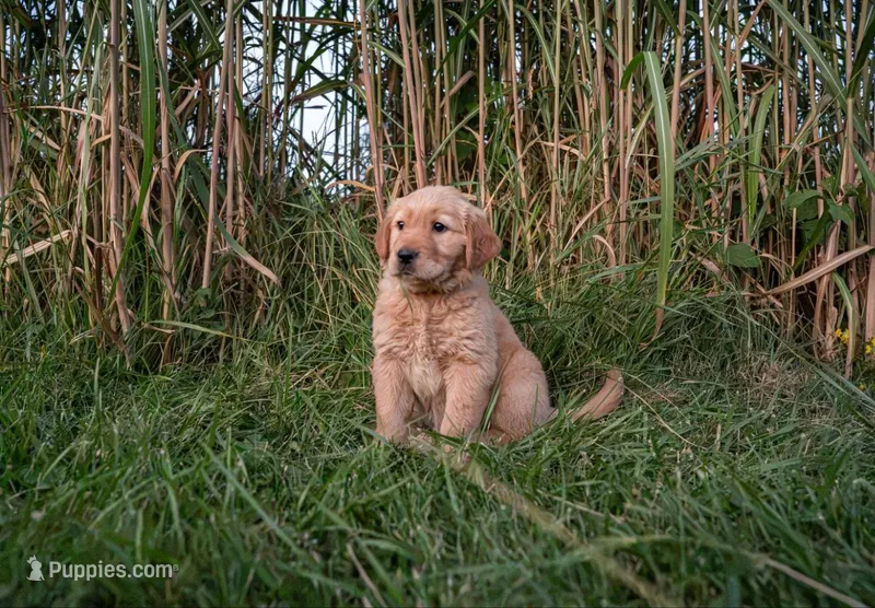 Ray – Golden Retriever puppy for sale in Rushville, NY