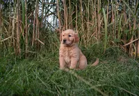 Ray, a male Golden Retriever for sale in Rushville, NY – 1 of 1