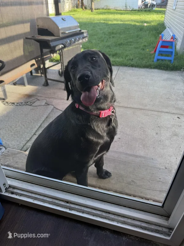 Remi – Labrador Retriever puppy for sale in Cleveland, OH