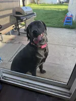 Remi, a female Labrador Retriever for sale in Cleveland, OH – Photo 1 of 2