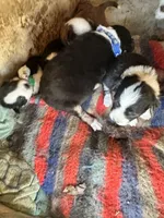 Black tri male - green, a male Toy Australian Shepherd for sale in Pine Knot, KY – Photo 3 of 4