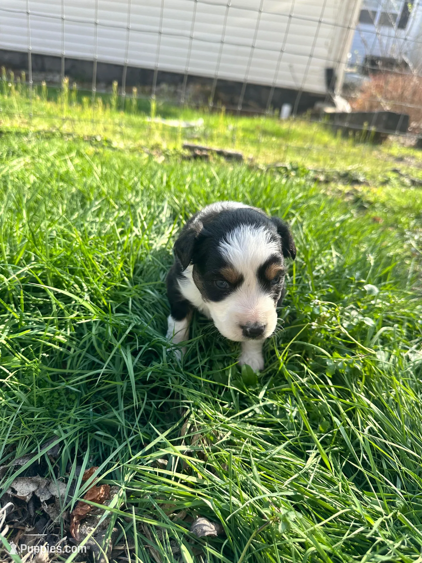 Black tri male - green – Toy Australian Shepherd puppy for sale in Pine Knot, KY