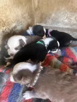 Black tri male - green, a male Toy Australian Shepherd for sale in Pine Knot, KY – Photo 2 of 4