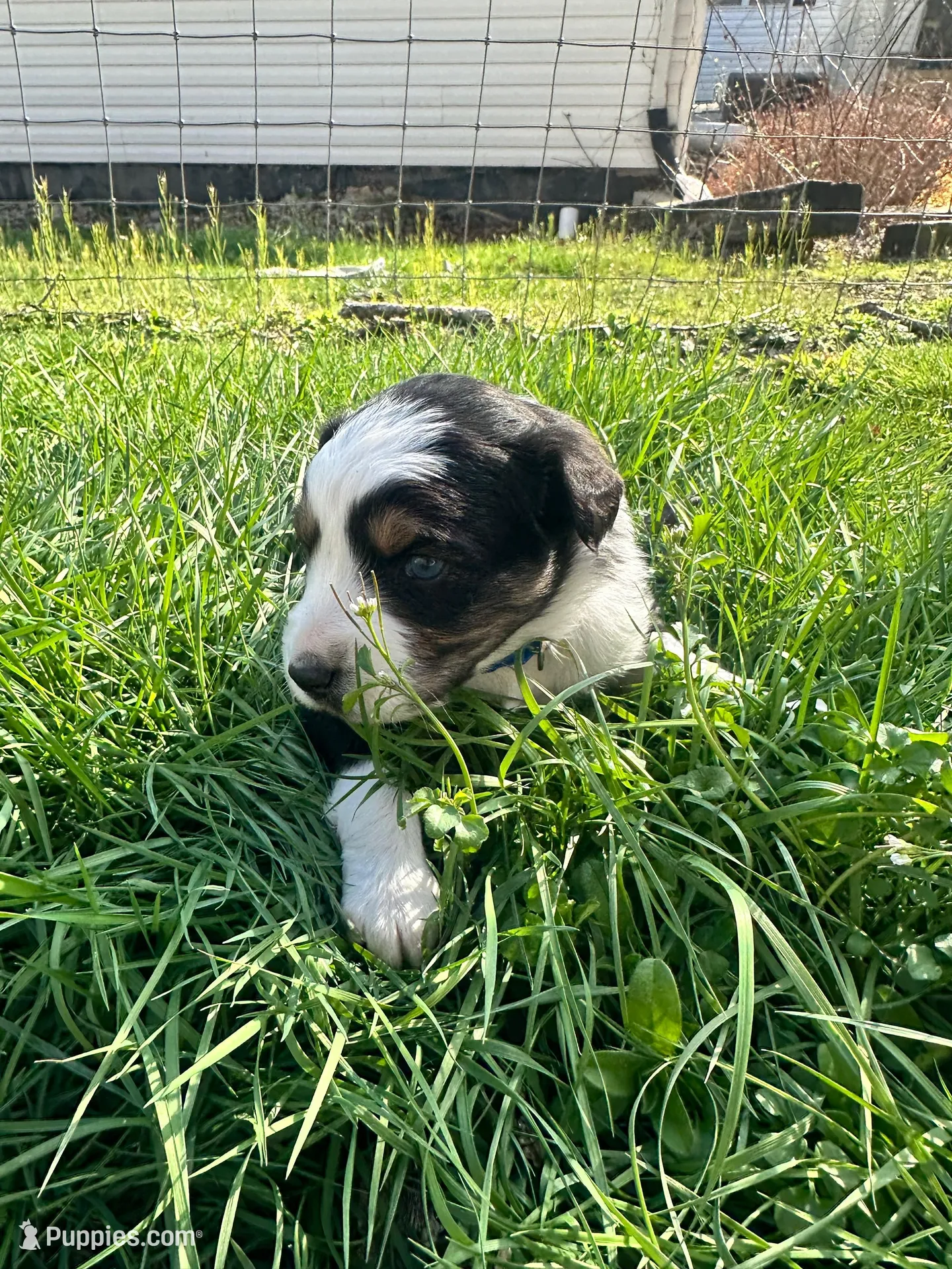Black Tri Male - Blue – Toy Australian Shepherd puppy for sale in Pine Knot, KY